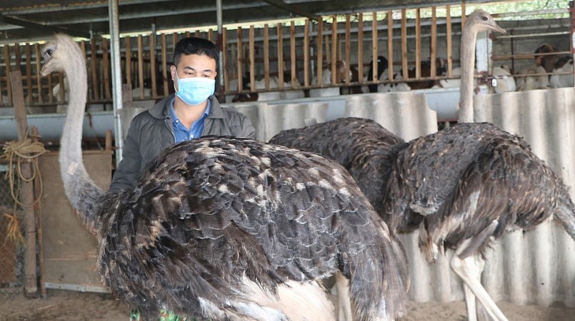Sau 4 năm nuôi đà điểu, anh Khiêm đã thu lợi nhuận 300 triệu đồng mỗi năm. Sau 4 năm nuôi đà điểu, anh Khiêm đã thu lợi nhuận 300 triệu đồng mỗi năm.
