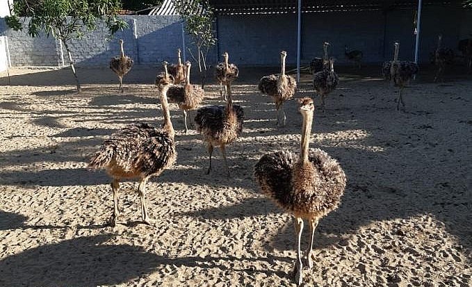 Đà điểu ít bị dịch bệnh, thức ăn cũng dễ kiếm do vậy phù hợp với điều kiện chăn nuôi nông hộ. Đà điểu ít bị dịch bệnh, thức ăn cũng dễ kiếm do vậy phù hợp với điều kiện chăn nuôi nông hộ.