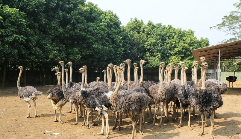 Ở vùng bán sơn địa có diện tích rộng để lập trại và trồng cỏ người dân nuôi đà điểu cho hiệu quả kinh tế cao. Ở vùng bán sơn địa có diện tích rộng để lập trại và trồng cỏ người dân nuôi đà điểu cho hiệu quả kinh tế cao.