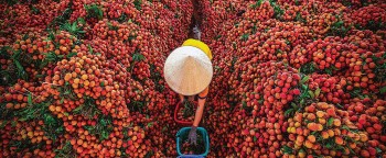 Vải thiều chính vụ giá rẻ bất ngờ