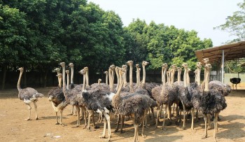 Bất ngờ với trại chim khổng lồ ở xứ sở vải thiều Lục Ngạn, mỗi lứa lãi vài trăm triệu