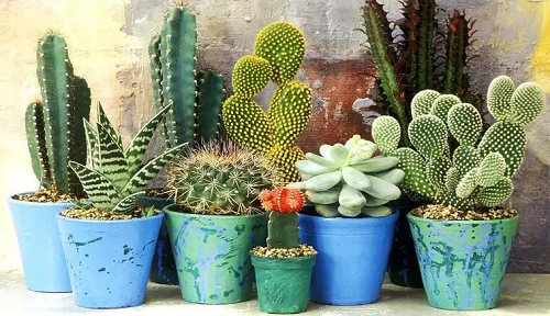 4 loại cây hễ mang vào nhà là gặp họa, chuyển ra sân tài lộc đến ào ào