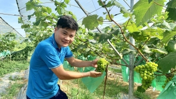 Về Thanh Hóa thăm vườn nho tiền tỷ của anh Bí thư Đoàn xã Xuân Du
