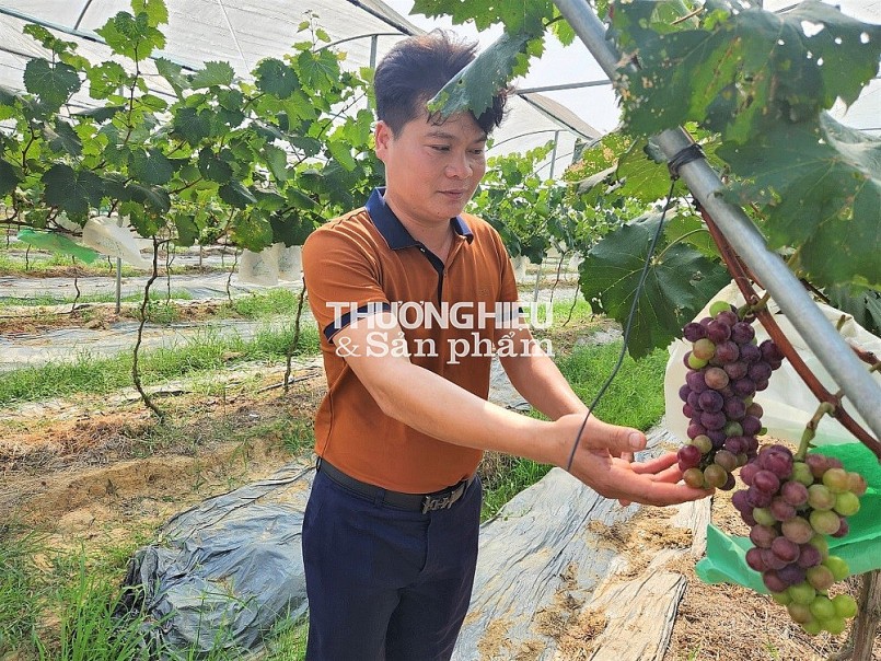 Về Thanh Hóa thăm vườn nho tiền tỷ của anh Bí thư Đoàn xã Xuân Du