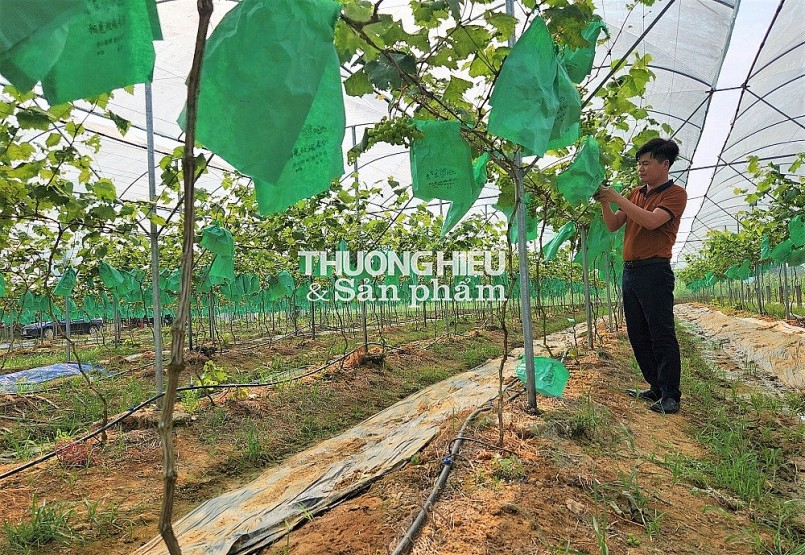 Về Thanh Hóa thăm vườn nho tiền tỷ của anh Bí thư Đoàn xã Xuân Du