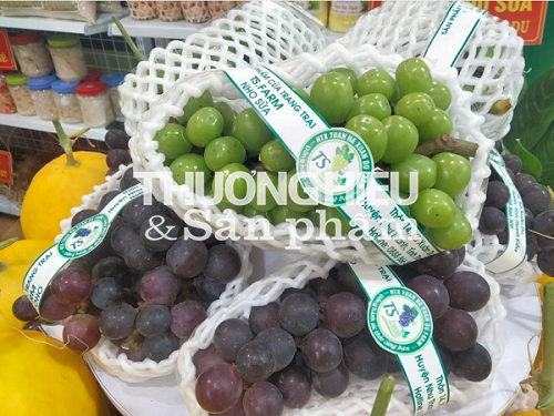 Về Thanh Hóa thăm vườn nho tiền tỷ của anh Bí thư Đoàn xã Xuân Du