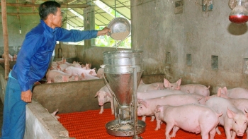 Giá heo hơi hôm nay 21/6: Đồng loạt tăng vượt mức 60.000 đồng/kg, dự báo sẽ tăng mạnh, người nuôi tái đàn đón sóng