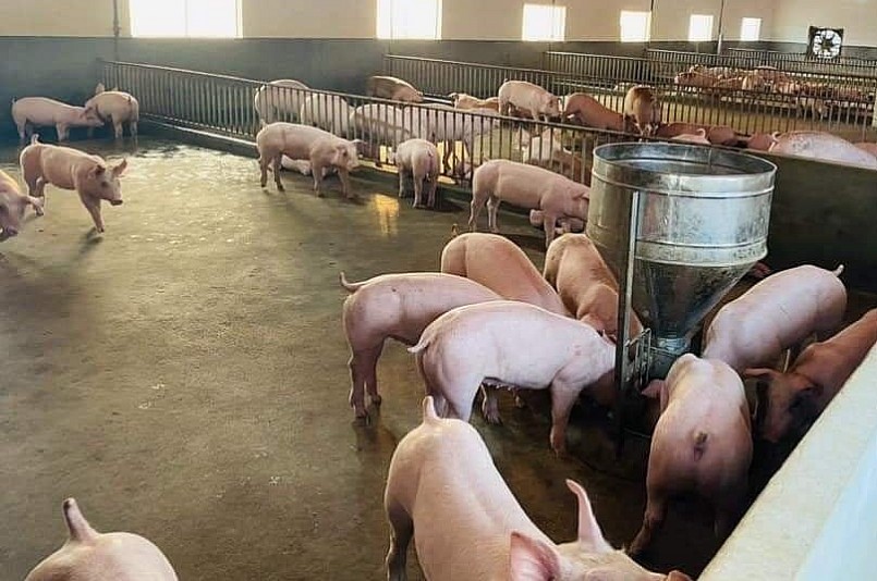 Giá heo hơi hôm nay (21/6), tiếp đà khởi sắc, tăng cao nhất 2.000 đồng/kg. Giá heo hơi hôm nay (21/6), tiếp đà khởi sắc, tăng cao nhất 2.000 đồng/kg.