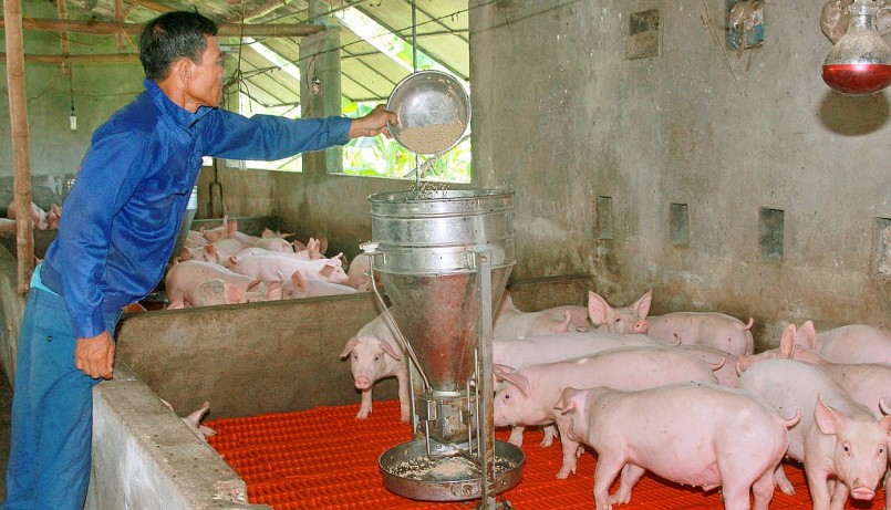 Giá heo hơi hôm nay (21/6), dự báo giá heo còn tăng mạnh, người chăn nuôi nên tranh thủ tái đàn. Giá heo hơi hôm nay (21/6), dự báo giá heo còn tăng mạnh, người chăn nuôi nên tranh thủ tái đàn.