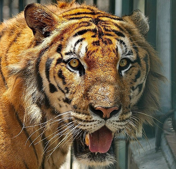 Phía sau tác phẩm đạt Giải A Giải Báo chí Quốc gia của Nhà báo Đỗ Doãn Hoàng