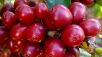 Giá nông sản hôm nay 21/6: Cà phê đồng loạt giảm, hồ tiêu lặng sóng neo giá cũ