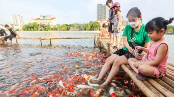Giữa nắng hè dòng người vẫn chen chúc ngắm hồ cá Koi lớn nhất Hà Nội với 12 nghìn con đủ màu sắc