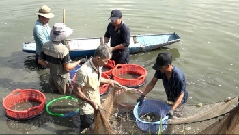 Tuyệt chiêu cho 'tôm leo núi' giá cao chót vót dân nuôi lãi hàng trăm triệu