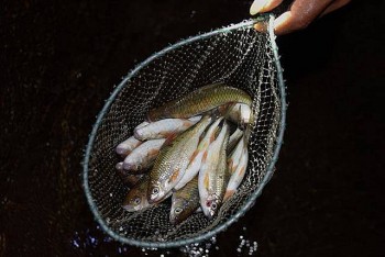 Loài cá có tên độc lạ được ví như lộc "trời ban", là đặc sản của người Thái ở Yên Bái