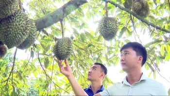 Thuê vườn sầu riêng tạo ra năng suất  cao gấp 50 lần, kỹ sư trồng trọt lộ tuyệt chiêu