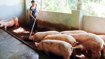 Giá heo hơi hôm nay 22/6: Tăng cao nhất 2.000 đồng/kg, đà tăng sẽ đẩy giá heo lên mốc 65.000 đồng/kg