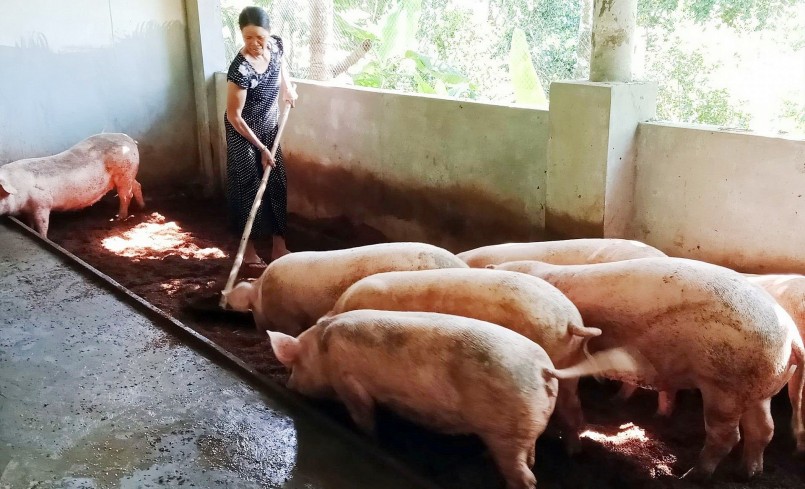 Giá heo hơi hôm nay (22/6) tăng đồng loạt từ 1.000 đến 2.000 đồng/kg. 