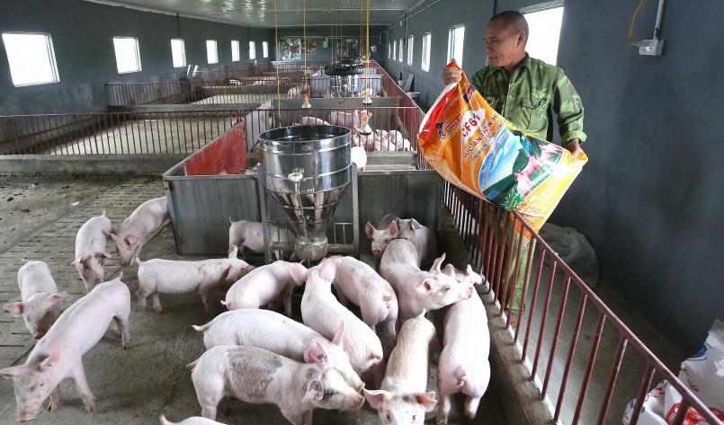 Giá heo hơi hôm nay (22/6) kỳ vọng sẽ tăng lên mức 65.000 đồng/kg do nguồn cung ít dần.