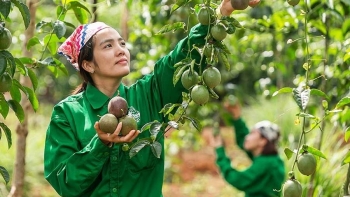 Chanh dây lao dốc do bị ép giá, doanh nghiệp chế biến vẫn thu mua giá cao