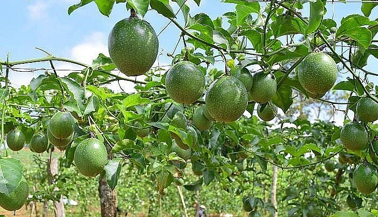 Nhiều nhà vườn đã quyết định ngừng mở rộng diện tích chanh dây do lo ngại rớt giá.