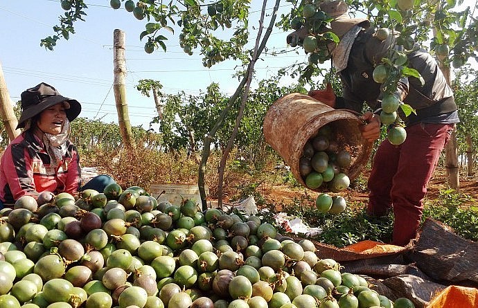 Giá chanh dây chênh lệch lớn giữa giá vườn và giá nhà máy do có nhiều khâu trung gian.