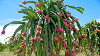 Những lợi ích khi ăn thanh long