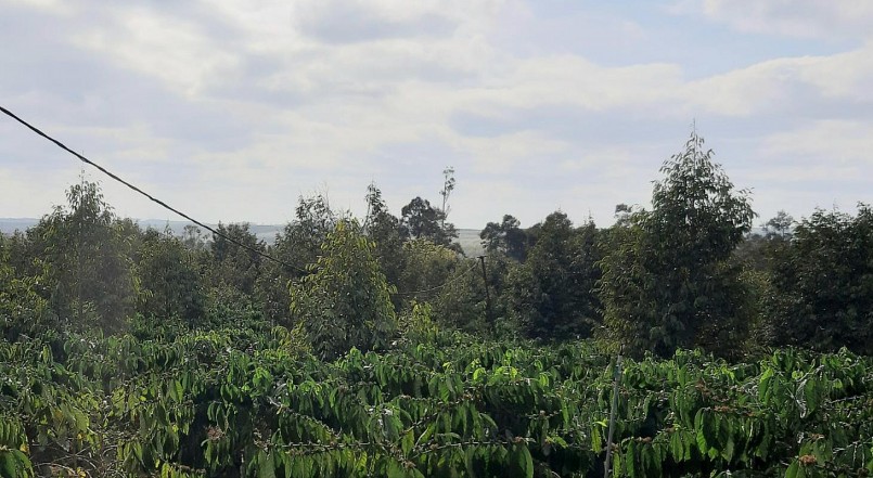 Trồng xen sầu riêng với những cây lâu năm sẽ gặp khó trong việc cấp mã số vùng trồng để xuất khẩu.