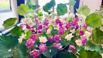 Mùa sen thỏa sức thể hiện biệt tài cắm hoa ngẩn ngơ với đầm sen trong nhà