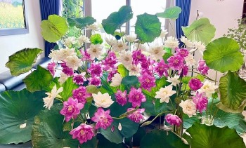 Mùa sen thỏa sức thể hiện biệt tài cắm hoa ngẩn ngơ với đầm sen trong nhà