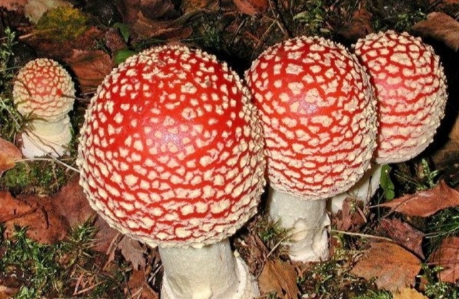 Từ đầu năm 2023 đến nay xảy ra nhiều vụ ngộ độc do nấm