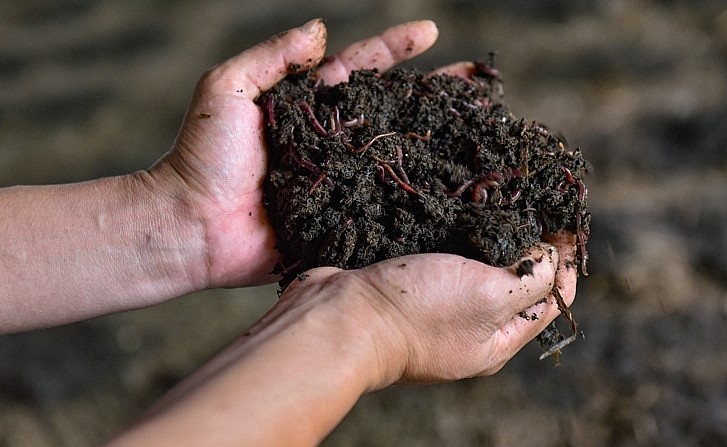 giun quế tươi với giá 35.000-40.000 đồng/kg, giun khô 200.000-300.000 đồng/kg, thu lãi 500 triệu đồng mỗi năm. giun quế tươi với giá 35.000-40.000 đồng/kg, giun khô 200.000-300.000 đồng/kg, thu lãi 500 triệu đồng mỗi năm.