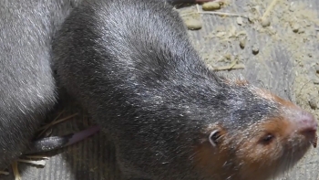 Lão nông sắp đến tuổi hưu bất ngờ đi nuôi dúi lập trại 2.000 con thu lãi trên 1 tỷ đồng/năm