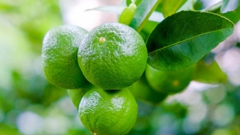 Tác dụng tuyệt vời của nước chanh