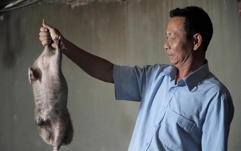 Dúi giống tại trại của ông Lệ có giá dao động từ 3 triệu đến 6 triệu/cặp tùy vào tháng tuổi.