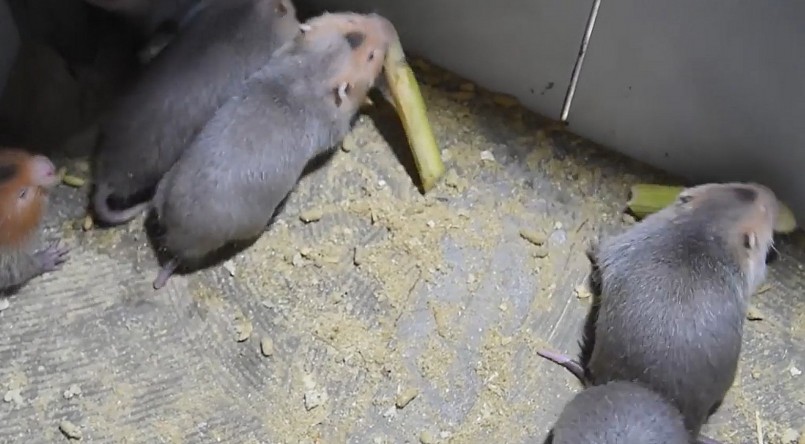 Thức ăn ưa thích của dúi là dòng họ cây tre, thức ăn bổ sung như là mía, ngô, sắn, chít, cỏ voi để cấp nước.