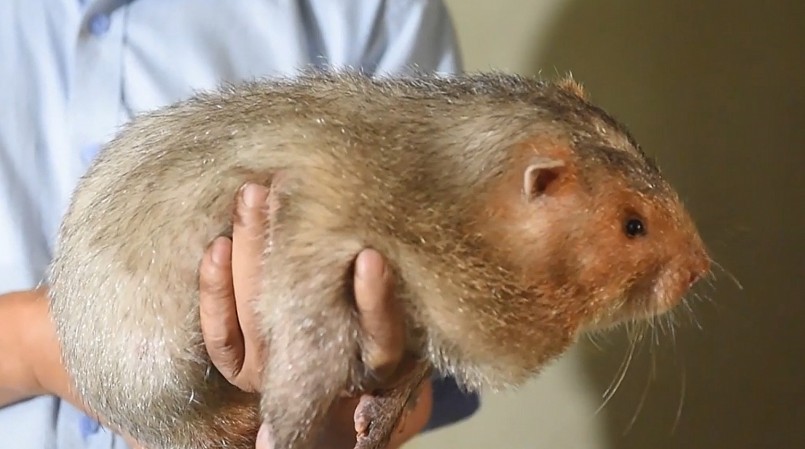 Chuồng trại nuôi dúi luôn phải sạch sẽ.