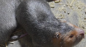 Lão nông sắp đến tuổi hưu bất ngờ đi nuôi dúi lập trại 2.000 con thu lãi trên 1 tỷ đồng/năm