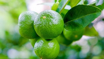 Tác dụng tuyệt vời của nước chanh