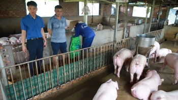 Giá heo hơi hôm nay 23/6: Tăng 1.000 đồng/kg, đàn heo giảm mạnh dự báo giá heo tiếp đà tăng mạnh