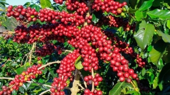 Giá nông sản hôm nay 23/6: Cà phê Robusta tăng mạnh, hồ tiêu giảm xuống đáy 70.000 đồng/kg