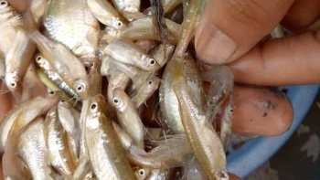 Loài cá nhà nghèo xưa ít người ăn, nay thành đặc sản đồng quê, đem kho tiêu gợi nhớ bầu trời tuổi thơ