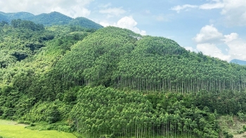 Tháo gỡ khó khăn, vướng mắc trong chuyển mục đích sử dụng rừng