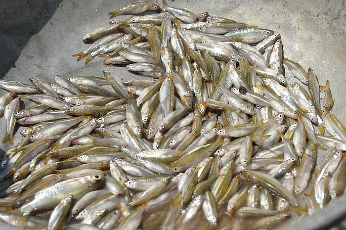 Cá lòng tong thủa xưa được coi là cá nhà nghèo bởi có rất nhiều ở kênh, rạch