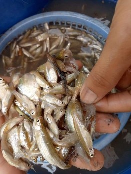 Loài cá nhà nghèo xưa ít người ăn, nay thành đặc sản đồng quê, đem kho tiêu gợi nhớ bầu trời tuổi thơ