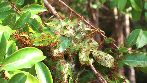 Độc đáo đặc sản Phú Yên nghe tên thì hơi sợ, ăn vào đảm bảo sẽ bị nghiện