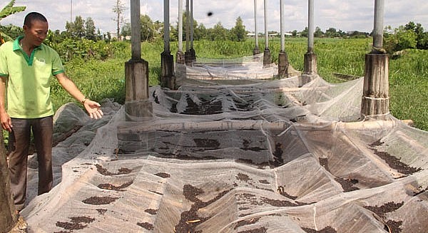 Anh Trường cho biết, mỗi ngày một chuồng dơi cho thu hoạch được 7-10 kg phân.