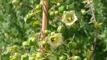 Tác dụng hữu ích của đẳng sâm