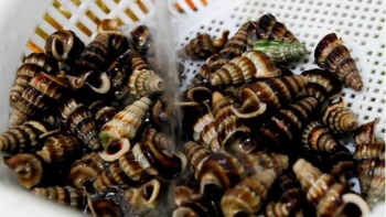 Loại ốc “quê mùa” đuôi ngắn, môi dày lại làm “chết mê chết mệt” bao thực khách