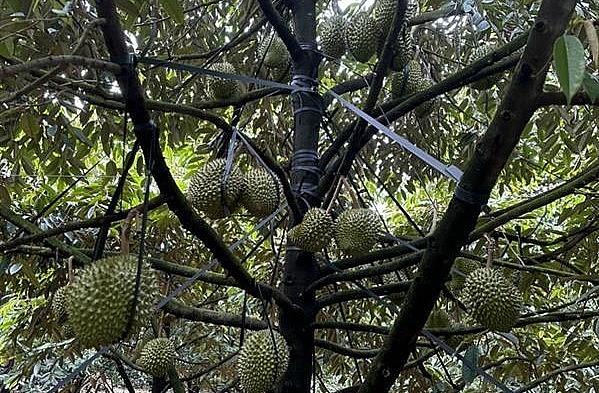 Ông Nhanh còn hỗ trợ người trồng sầu riêng ứng dụng khoa học công nghệ để trồng sầu riêng VietGAP đạt chuẩn xuất khẩu.