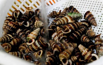 Loại ốc “quê mùa” đuôi ngắn, môi dày lại làm “chết mê chết mệt” bao thực khách